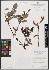 Salix bicolor Ehrh. ex Willd.